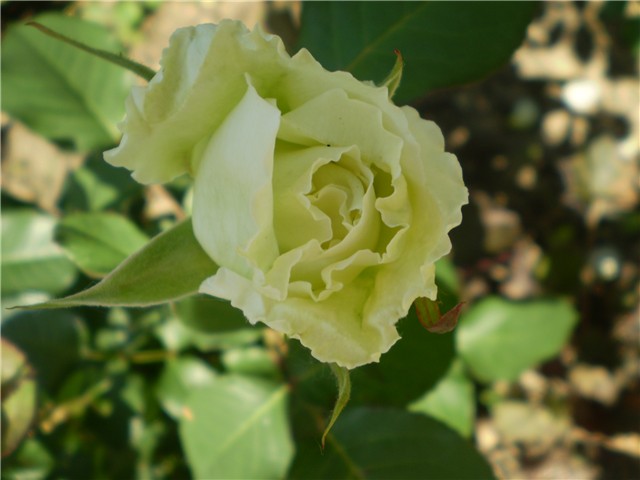 ružica